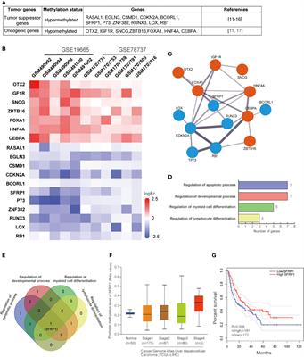 Epigenetic Mechanisms Involved in HCV-Induced Hepatocellular Carcinoma (HCC)